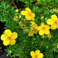Arborix Fingerstrauch 'Goldfinger' Potentilla fruticosa 20 bis 25 cm im Container Kompakt Wachsend