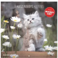 Sonstige Verlage Katzenbabys 2027