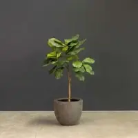 Fleur Ami Kunstpflanze mit Topf Ficus Lyrata mit Roccastone Classic 120cm Anthrazit