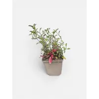 GRDplanten 6 x Saponaria ocymoides - Seifenkraut - Topf 9 x 9 cm