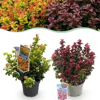 Green Boutiq GreenboutiQ - Gartenpflanze - Leucothoe Curly Duo - Gelb & Rot - 2 Pflanzen - Immergrün - Pflegeleicht - Topf 17cm Höhe 35 - 45cm