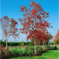 Pflanzen für Dich Betula pendula 'Royal Frost', Hängebirke, rotbraune Blätter, 100–125 cm