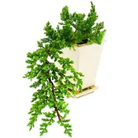 Exotenherz Bonsai – Juniperus – Wacholder – Kaskadenform – 10 x 10 cm