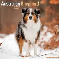 Avonside Publishing Ltd. Australian Shepherd Kalender 2027