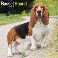 Avonside Publishing Ltd. Basset Hound Kalender 2027