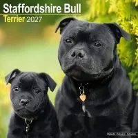 Avonside Publishing Ltd. Staffordshire Bull Terrier Kalender 2027