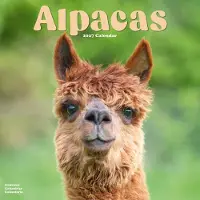 Avonside Publishing Ltd. Alpaka Kalender 2027