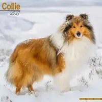 Avonside Publishing Ltd. Schottischer Hütehund Kalender 2027