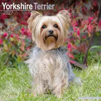 Avonside Publishing Ltd. Yorkshire Terrier Kalender 2027