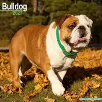 Avonside Publishing Ltd. Englische Bulldogge Kalender 2027