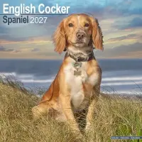 Avonside Publishing Ltd. Englischer Cocker Spaniel Kalender 2027