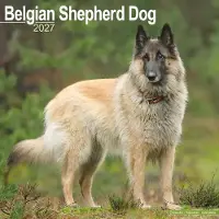 Avonside Publishing Ltd. Belgischer Schäferhund Kalender 2027