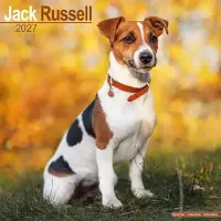 Avonside Publishing Ltd. Jack-Russell-Terrier Kalender 2027