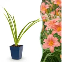 Green Boutiq - Staude - Hemerocallis Pink Damask - Taglilie - Zieht Bienen und Schmetterlinge an - Rosa - 6 Pflanzen - Topf 11 cm - Höhe 15-25 cm