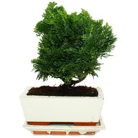 Exotenherz Outdoor-Bonsai Chamaecyparis Scheinzypresse 3-4 Jahre Alt Incl. Untersetzer