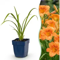 Green Boutiq – Stauden – Hemerocallis Mauna Loa – Taglilie – Zieht Bienen und Schmetterlinge an – Orange – 1 Pflanze – Topf 11 cm – Höhe 15-25 cm