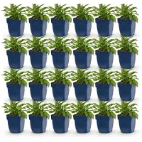 Green Boutiq - Stauden - Campanula persicaria Duo - Pfirsichblattglockenblume - Bienen- und Schmetterlingszieher - Blau - Weiß - 24 Pflanzen - Topf 11cm - Höhe 15-25cm
