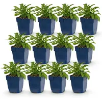 Green Boutiq - Stauden - Campanula persicaria Duo - Pfirsichblattglockenblume - Bienen- und Schmetterlingszieher - Blau - Weiß - 12 Pflanzen - Topf 11cm - Höhe 15-25cm