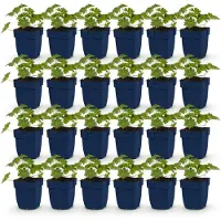 Green Boutiq - Staude - Geranium 'Rozanne' - Storchschnabel - Bodendecker - Blau - 24 Pflanzen - Topf 11cm - Höhe 15-25cm