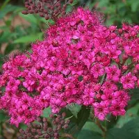 Arborix Sommerspiere 'Anthony Waterer' Spiraea japonica 20 bis 25 cm im Container Kompakt Wachsend