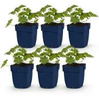 Green Boutiq - Stauden - Geranium 'Rozanne' - Storchschnabel - Bodendecker - Blau - 6 Pflanzen - Topf 11cm - Höhe 15-25cm