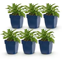 Green Boutiq - Staude - Campanula persicaria Duo - Pfirsichblattglocke - Bienen- und Schmetterlingsanziehung - Blau - Weiß - 6 Pflanzen - Topf 11cm - Höhe 15-25cm