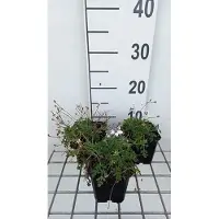 GRDplanten 6 x Erodium guttatum - Storchschnabel - Topf 9 x 9 cm