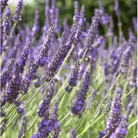 Arborix 6 x Provence-Lavendel 'Grosso' Lavandula intermedia Topf 9cm Duftende Blüten