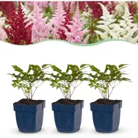 Green Boutiq - Stauden - Astilbe Tricolour - Prachtspirea - Schatten - Lila - Rosa - Weiß - 12 Pflanzen - Topf 11cm - Höhe 15-25cm