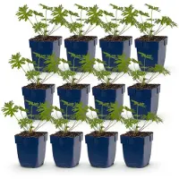 Green Boutiq - Stauden - Geranium Johnson's Blue - Storchschnabel - Bodendecker - Blau - 12 Pflanzen - Topf 11cm - Höhe 15-25cm