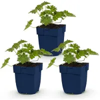 Green Boutiq - Stauden - Geranium 'Rozanne' - Storchschnabel - Bodendecker - Blau - 3 Pflanzen - Topf 11cm - Höhe 15-25cm