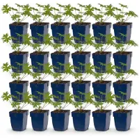 Green Boutiq - Stauden - Geranium Johnson's Blue - Storchschnabel - Bodendecker - Blau - 24 Pflanzen - Topf 11cm - Höhe 15-25cm
