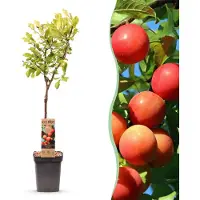 Green Boutiq - Obstbaum - Prunus domestica Victoria - Apfelbaum - Winterhart - Rosa-Orange Apfel - 1 Pflanze - Topf 21cm - Höhe 90cm