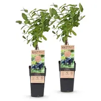 Green Boutiq - Obstpflanze - Lonicera caerulea Kamchatika - Honigbeere - Winterhart - Blaue Frucht - 2 Pflanzen - Topf 15cm - Höhe 50cm