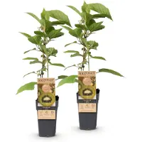 Green Boutiq - Obstpflanze - Actinidia deliciosa Jenny - Kiwi-Pflanze - Selbstbestäubend - Grüne Frucht - 2 Pflanzen - Topf 15cm - Höhe 50cm