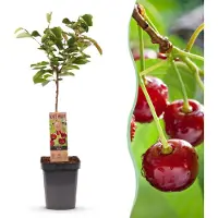 Green Boutiq - Obstbaum - Prunus avium Regina - Kirschbaum - Winterhart - Dunkelrote Beere - 1 Pflanze - Topf 21cm - Höhe 90cm