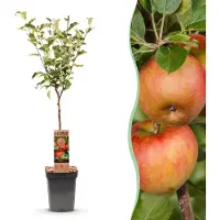 Green Boutiq - Obstbaum - Malus domestica Elstar - Apfelbaum - Winterhart - Rot-Grüner Apfel - 1 Pflanze - Topf 21cm - Höhe 90cm