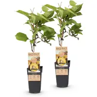 Green Boutiq - Obst Pflanze - Actinidia deliciosa Golden Kiwi - Kiwi Pflanze - Weiblich - Gelbe Frucht - 2 Pflanzen - Topf 15cm - Höhe 50cm