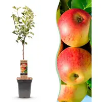 Green Boutiq - Obstbaum - Malus domestica Jonagold - Apfelbaum - Winterhart - Gelb-Grüner Apfel - 1 Pflanze - Topf 21cm - Höhe 90cm