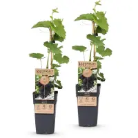 Green Boutiq - Obstpflanze - Vitis vinifera Vanessa - Weintraubenpflanze - Tafeltraube - Blaue Traube - 2 Pflanzen - Topf 15cm - Höhe 50cm
