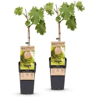 Green Boutiq - Obstpflanze - Vitis vinifera Vroege van der Laan - Weinrebe - Winterhart - Weiße Traube - 2 Pflanzen - Topf 15cm - Höhe 50cm