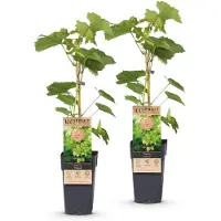 Green Boutiq - Obstpflanze - Vitis vinifera Himrod - Weintraubenpflanze - Kernenlos - Weiße Traube - 2 Pflanzen - Topf 15cm - Höhe 50cm