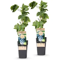 Green Boutiq - Obstpflanze - Vitis vinifera Regent - Weinrebe - Veredelt - Blaue Traube - 2 Pflanzen - Topf 15cm - Höhe 50cm