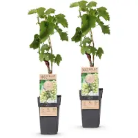 Green Boutiq - Obstpflanze - Vitis vinifera Bianca - Weinrebe - Veredelt - Weiße Traube - 2 Pflanzen - Topf 15cm - Höhe 50cm