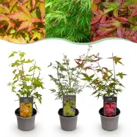Green Boutiq GreenboutiQ - Gartenpflanze - Acer palmatum Tricolour - Rot-Grün-Orange - 3 Pflanzen - Laubabwerfend - Wenig Pflege - Topf 12cm Höhe 35cm
