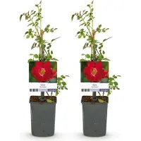 Green Boutiq GreenboutiQ - Kletterrose - Rosa Red Queen - Blüte Rot - Geringer Pflegeaufwand - 2 Pflanzen - Topf 11cm Höhe 40cm