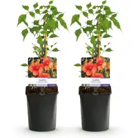 Green Boutiq GreenboutiQ - Trompetblume - Campsis radicans Madame Galen - Blüte Orange - Wenig Pflege - 2 Pflanzen - Topf 11cm Höhe 40cm