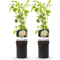 Green Boutiq GreenboutiQ - Kletterrose - Rosa White Climber - Blüte Weiß - Wenig Pflege - 2 Pflanzen - Topf 11cm Höhe 40cm