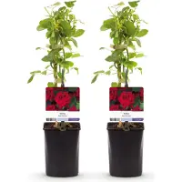 Green Boutiq GreenboutiQ - Kletterrose - Rosa Red Climber - Blüte Rot - Wenig Pflege - 2 Pflanzen - Topf 11cm Höhe 40cm