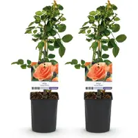 Green Boutiq GreenboutiQ - Kletterrose - Rosa Orange Climber - Blüte Orange - Wenig Pflege - 2 Pflanzen - Topf 11cm Höhe 40cm
